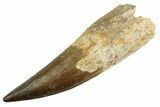 Real Fossil Spinosaurus Tooth - Giant Dinosaur Tooth #346931-1